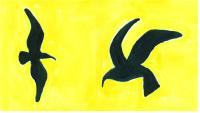 Seagull & Seamew - Procter design logo