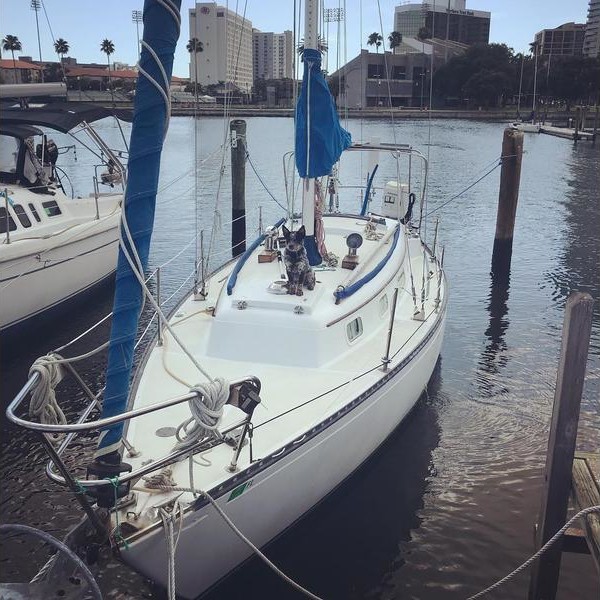 yankee 30 sailboat